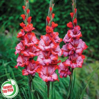 Heaven's Gate Gladiolus Thumbnail